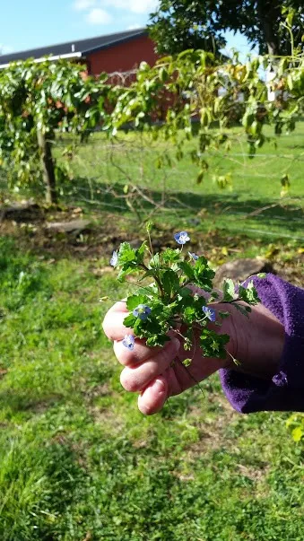 G28 rest in peace marshall our little boy 28 july 2018 (1)